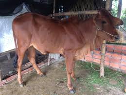 UBND xã Ea Trang thông báo về tuyển chọn chủ trì thực hiện dự án liên kết chuỗi giá trị lĩnh vực sản xuất năm 2025
